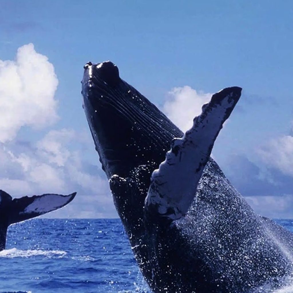 Whale Watching and Cayo Levantado