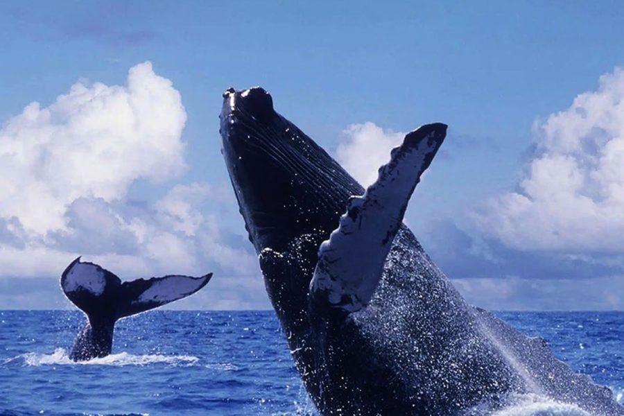 Whale Watching and Cayo Levantado